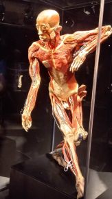 Zwiedzamy wystawę Body Worlds